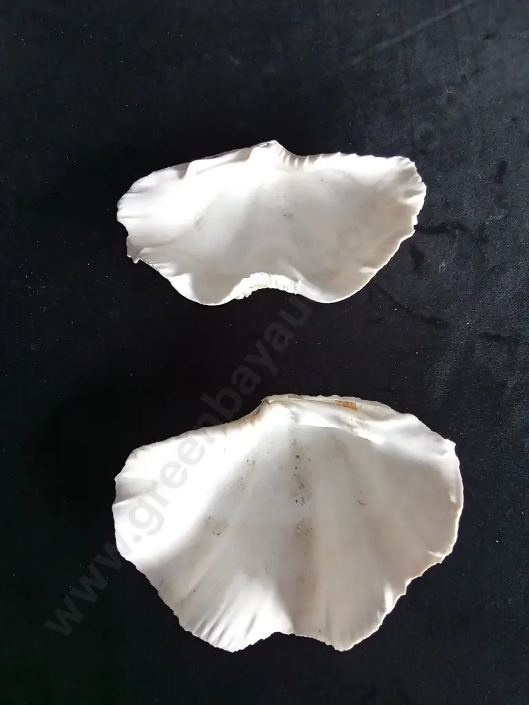 2 CLAM SHELLS Image 1++