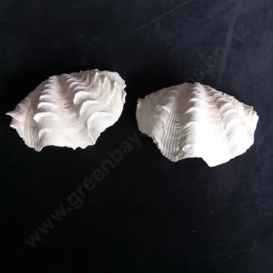 2 CLAM SHELLS