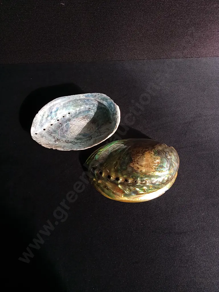 2 PAUA SHELLS Image 1++