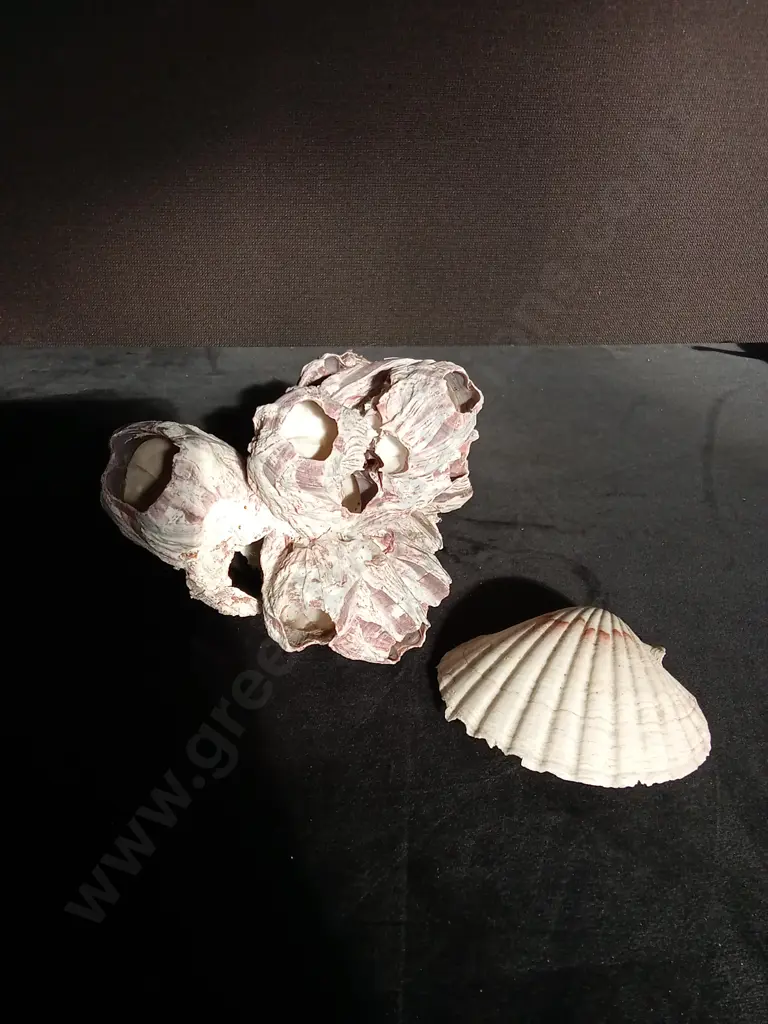CORAL AND SHELL Image 1++