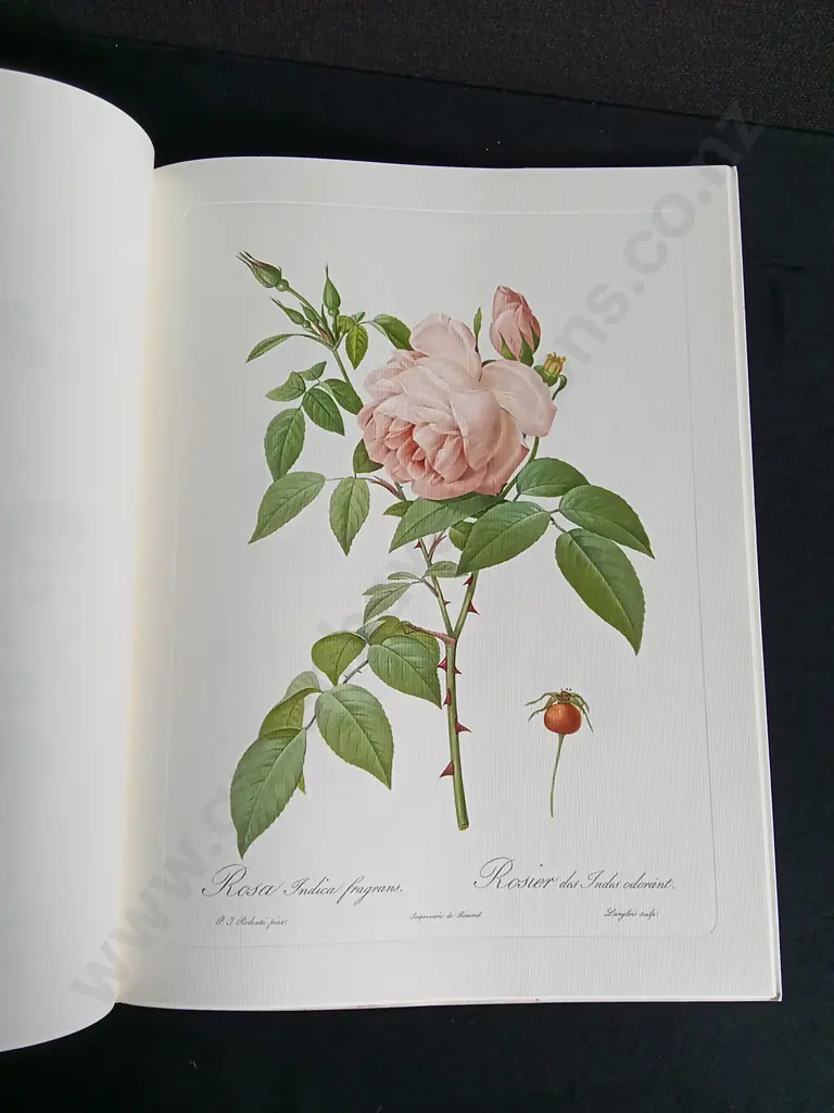 VINTAGE "PIERRE-JOSEPH REDOUTÉ ROSES" ART FOLIO BY THE ARIEL PRESS Image 1++