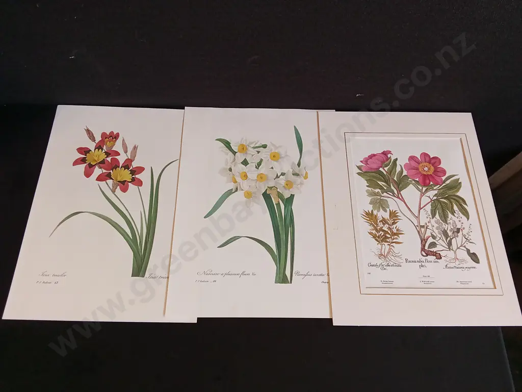 3 VINTAGE BOTANICAL PRINTS, IXIA, DAFFODIL AND PEONY Image 1++