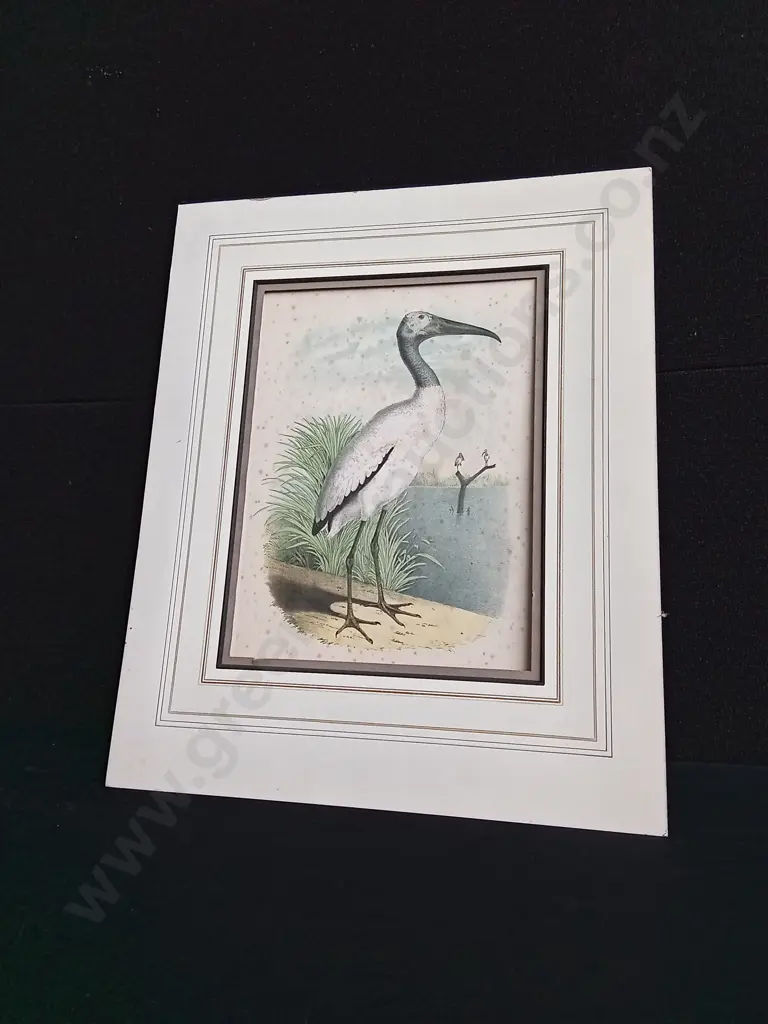 ANTIQUE CHROMOLITHOGRAPH ILLUSTRATION OF A WOOD IBIS, BY JACOB HENRY STUDER Image 1++