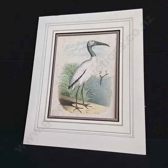 ANTIQUE CHROMOLITHOGRAPH ILLUSTRATION OF A WOOD IBIS, BY JACOB HENRY STUDER