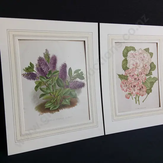 PAIR OF VINTAGE BOTANICAL PRINTS, LILACS AND GERANIUMS