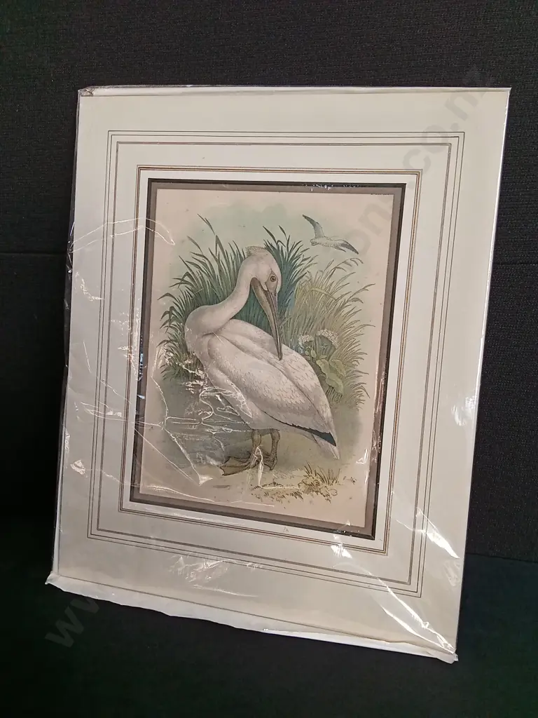ANTIQUE WHITE PELICAN PRINT BY THEODORE JASPER, PACKAGED Image 1++