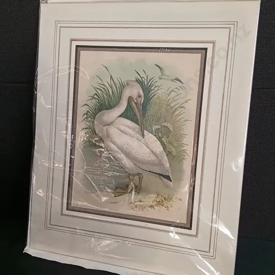 ANTIQUE WHITE PELICAN PRINT BY THEODORE JASPER, PACKAGED