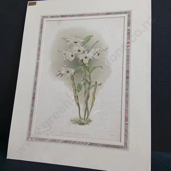 ANTIQUE HENRY GEORGE MOON BOTANICAL PRINT, ORCHID "DENDROBIUM MELANODISCUS", C. 1888, PACKAGED