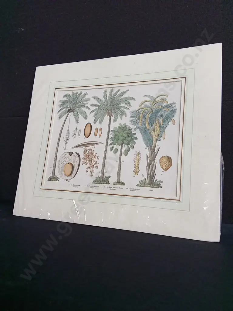 ANTIQUE PALM TREE BOTANICAL CHROMOLITHOGRAPH PRINT, BY M. FÜNFSTÜCK, C. 1885. PACKAGED Image 1++