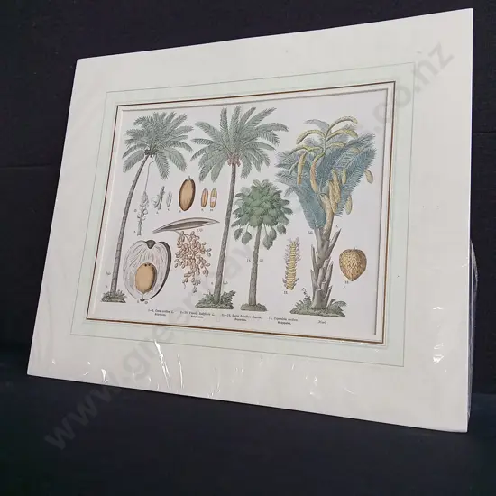 ANTIQUE PALM TREE BOTANICAL CHROMOLITHOGRAPH PRINT, BY M. FÜNFSTÜCK, C. 1885. PACKAGED