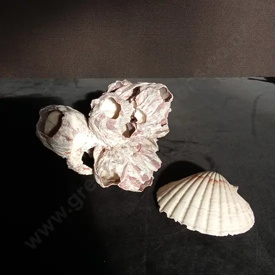 CORAL AND SHELL