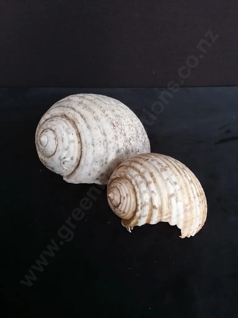 2 TURBAN SHELLS Image 1++