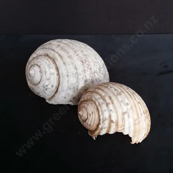2 TURBAN SHELLS