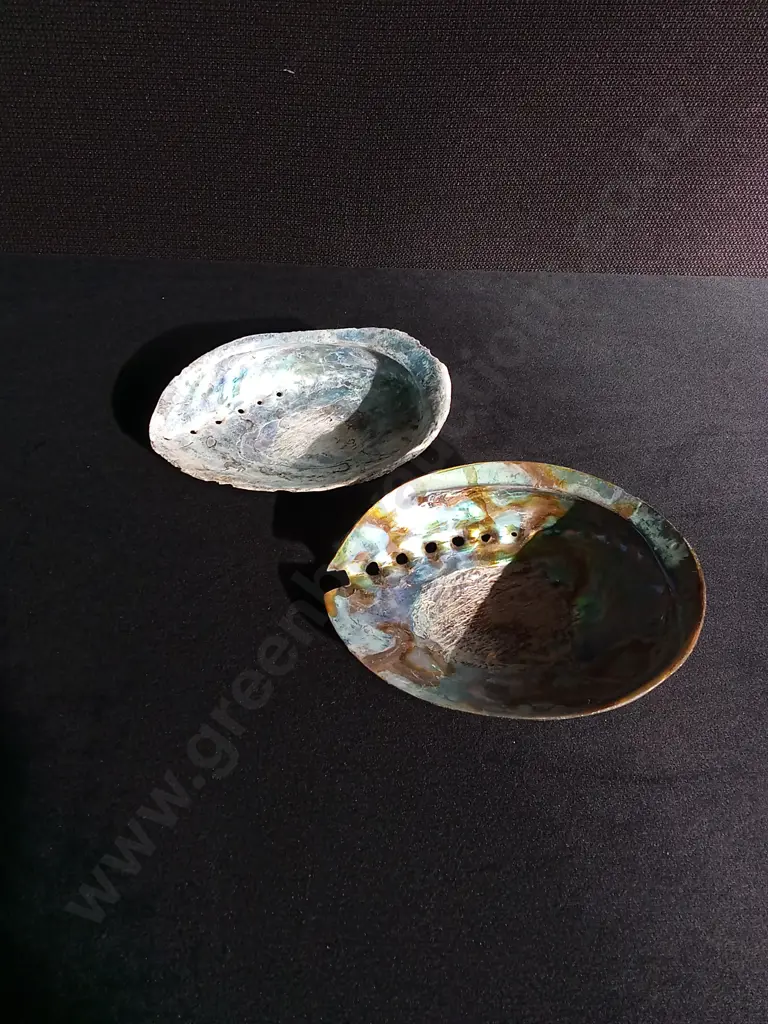 2 PAUA SHELLS Image 1++
