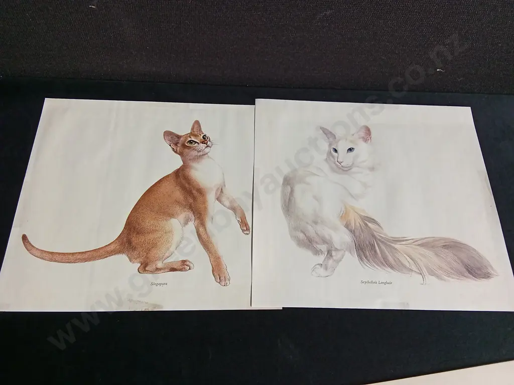 PAIR OF VINTAGE CAT LITHOGRAPH PRINTS Image 1++