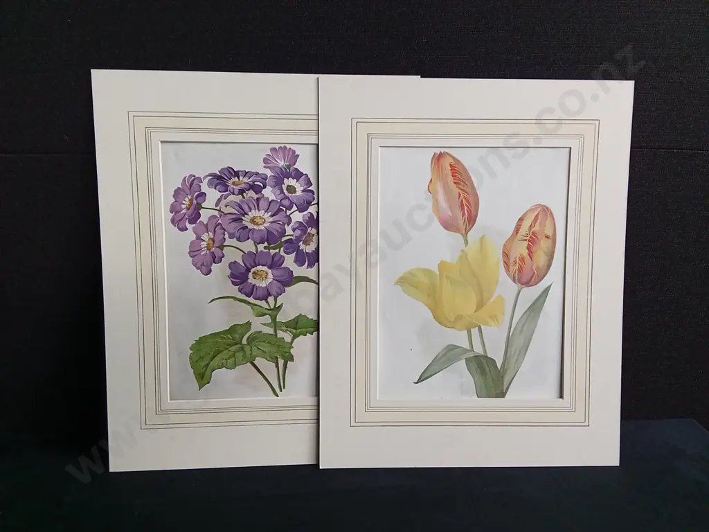 PAIR OF VINTAGE BOTANICAL ART PRINTS, TULIPS AND PRIMROSE Image 1++