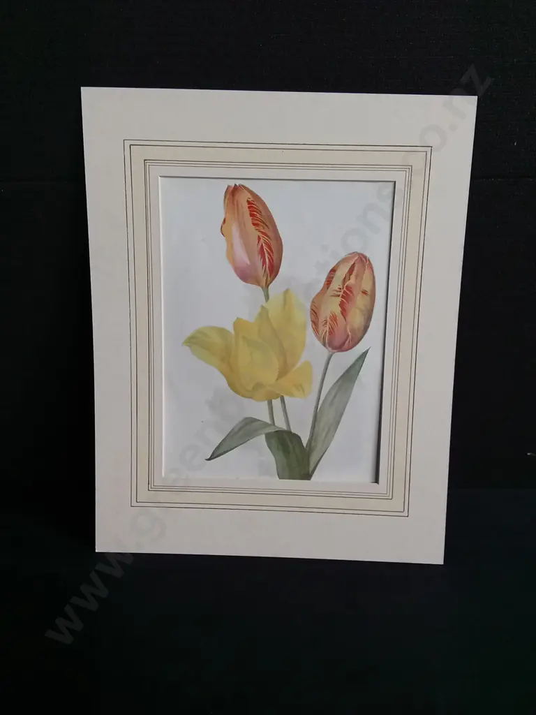 PAIR OF VINTAGE BOTANICAL ART PRINTS, TULIPS AND PRIMROSE Image 1++