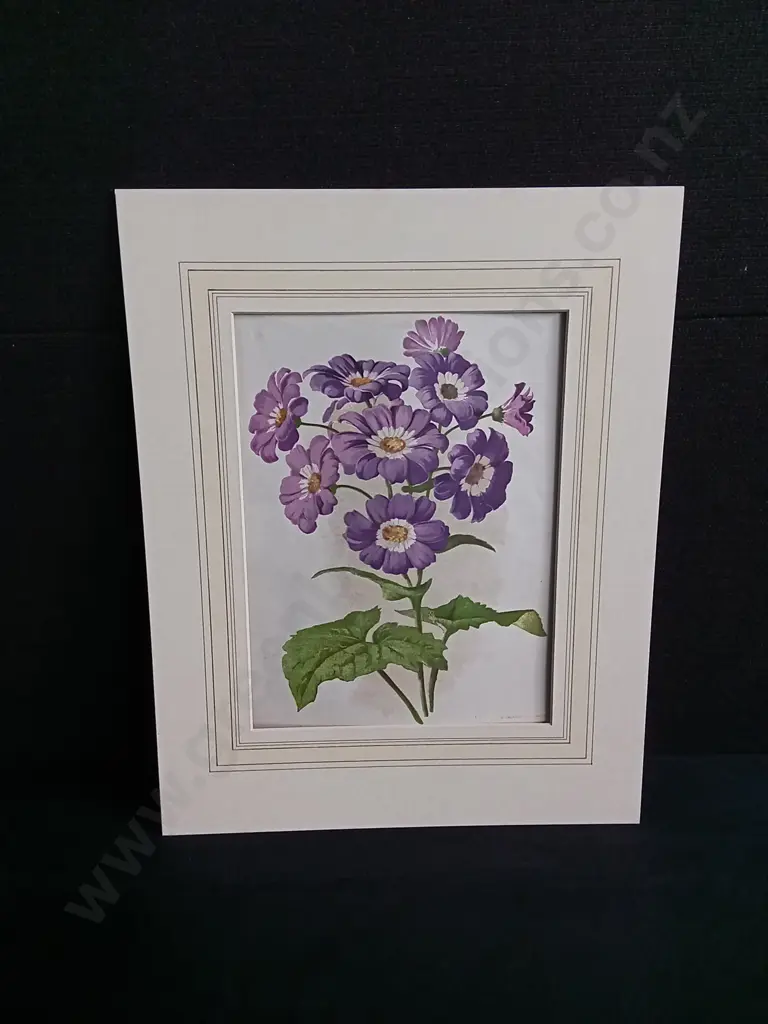 PAIR OF VINTAGE BOTANICAL ART PRINTS, TULIPS AND PRIMROSE Image 1++