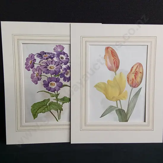 PAIR OF VINTAGE BOTANICAL ART PRINTS, TULIPS AND PRIMROSE