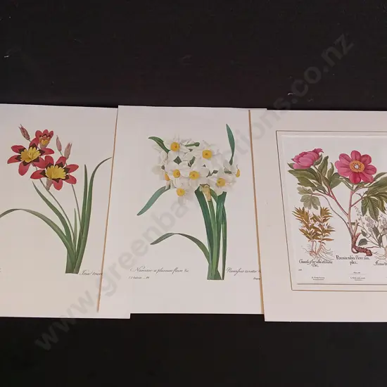 3 VINTAGE BOTANICAL PRINTS, IXIA, DAFFODIL AND PEONY