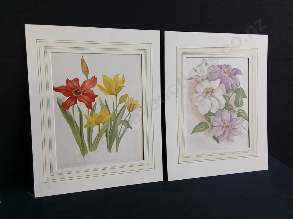 PAIR OF VINTAGE BOTANICAL PRINTS, TULIPS AND CLEMATIS Image 1++