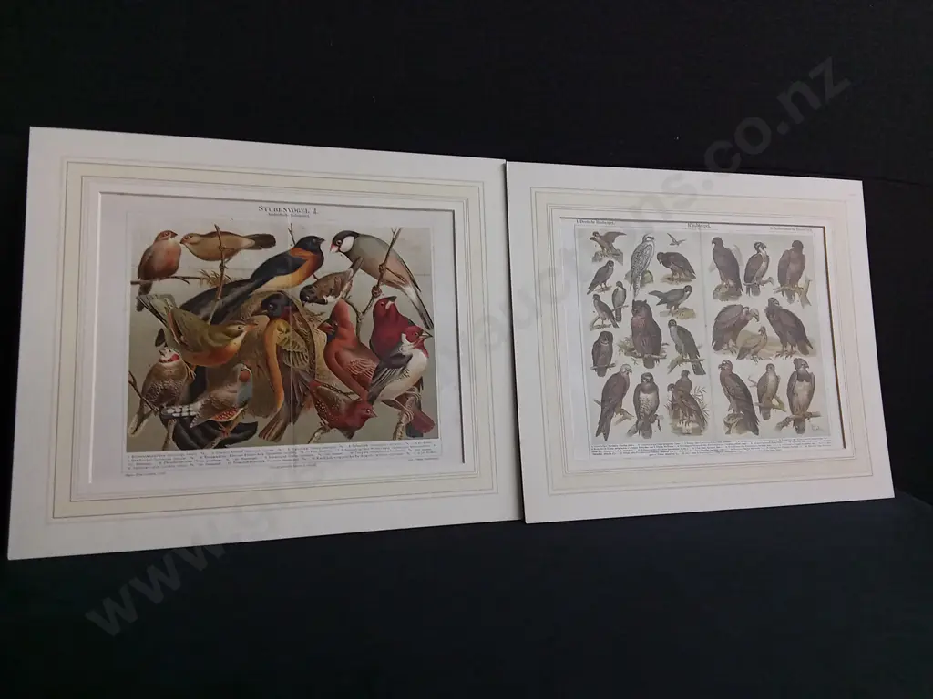PAIR OF VINTAGE PRINTS, "STUBENVÖGEL II" AND "RAUBVÖGE" FROM MEYERS KONVERSATIONS-LEXIKON Image 1++