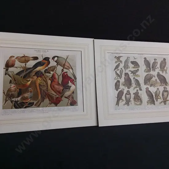 PAIR OF VINTAGE PRINTS, "STUBENVÖGEL II" AND "RAUBVÖGE" FROM MEYERS KONVERSATIONS-LEXIKON