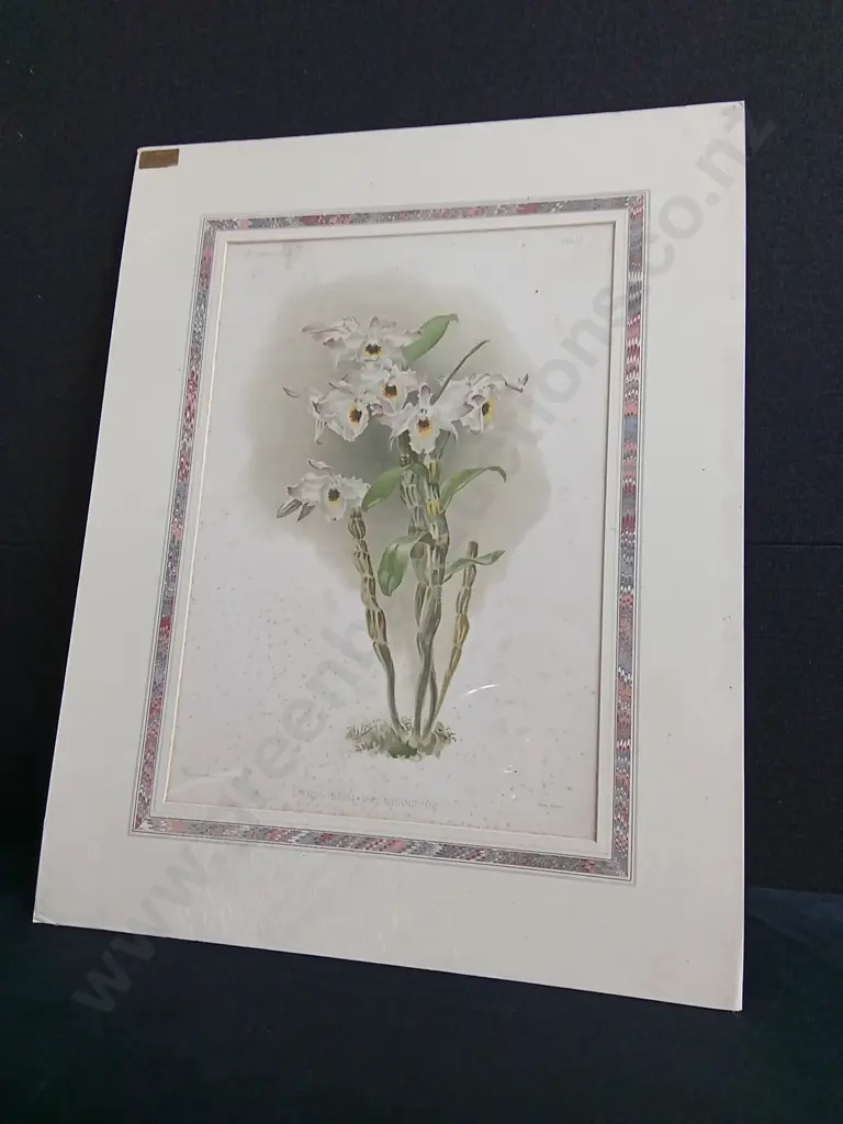 ANTIQUE HENRY GEORGE MOON BOTANICAL PRINT, ORCHID "DENDROBIUM MELANODISCUS", C. 1888, PACKAGED Image 1++