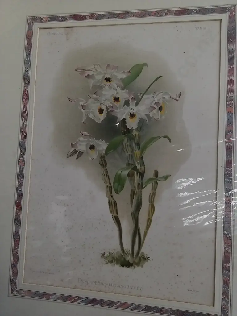 ANTIQUE HENRY GEORGE MOON BOTANICAL PRINT, ORCHID "DENDROBIUM MELANODISCUS", C. 1888, PACKAGED Image 1++