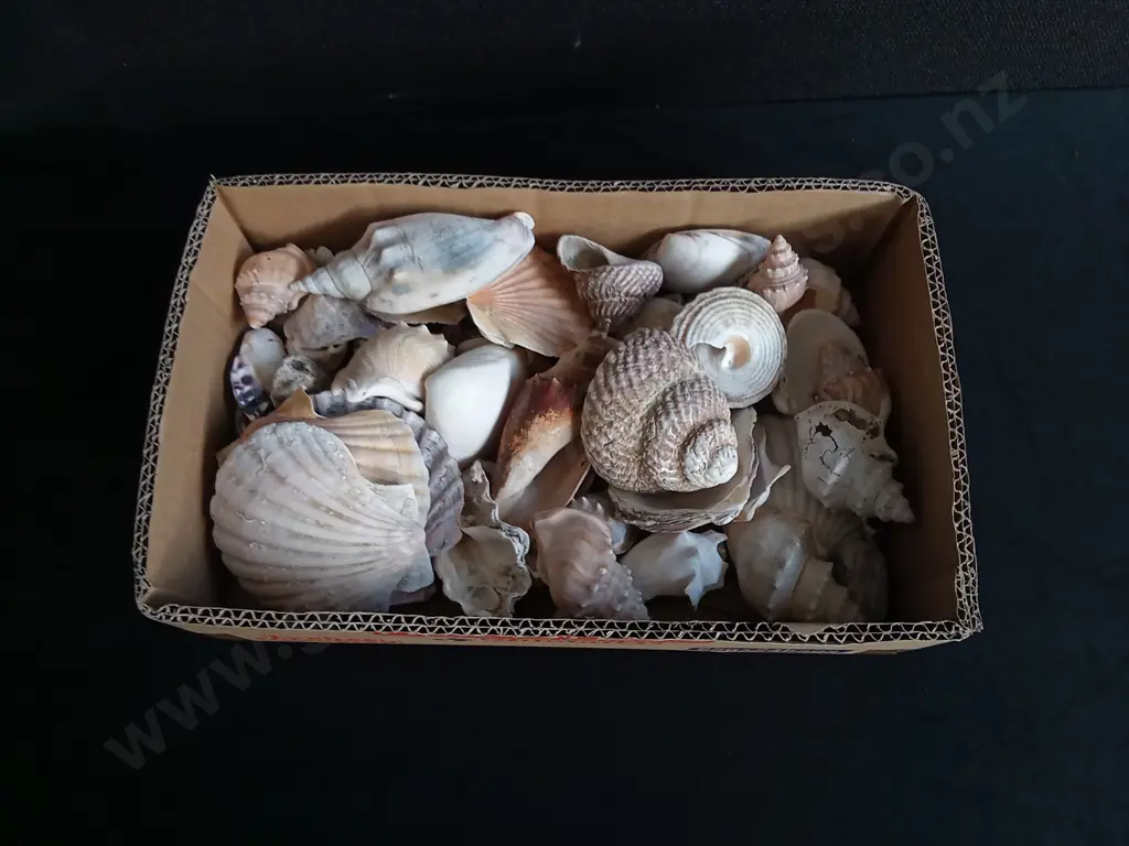 BOX OF SHELLS Image 1++