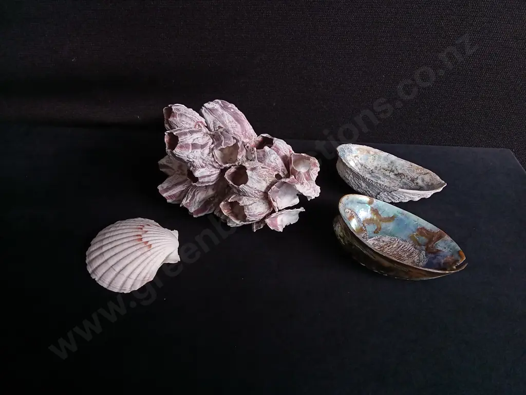 4 PIECES SHELLS, IRIDESCENT PAUA, SCALLOP, AND PINK BARNACLE CLUSTER Image 1++