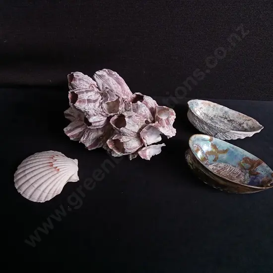 4 PIECES SHELLS, IRIDESCENT PAUA, SCALLOP, AND PINK BARNACLE CLUSTER