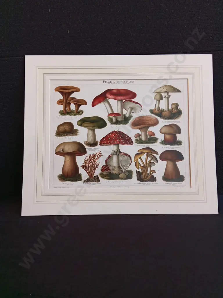 VINTAGE FUNGI ILLUSTRATION PRINT, "PILZE II" BY CHARLOTTE MARY YONGE Image 1++