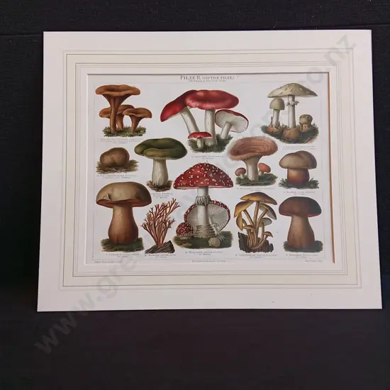 VINTAGE FUNGI ILLUSTRATION PRINT, "PILZE II" BY CHARLOTTE MARY YONGE