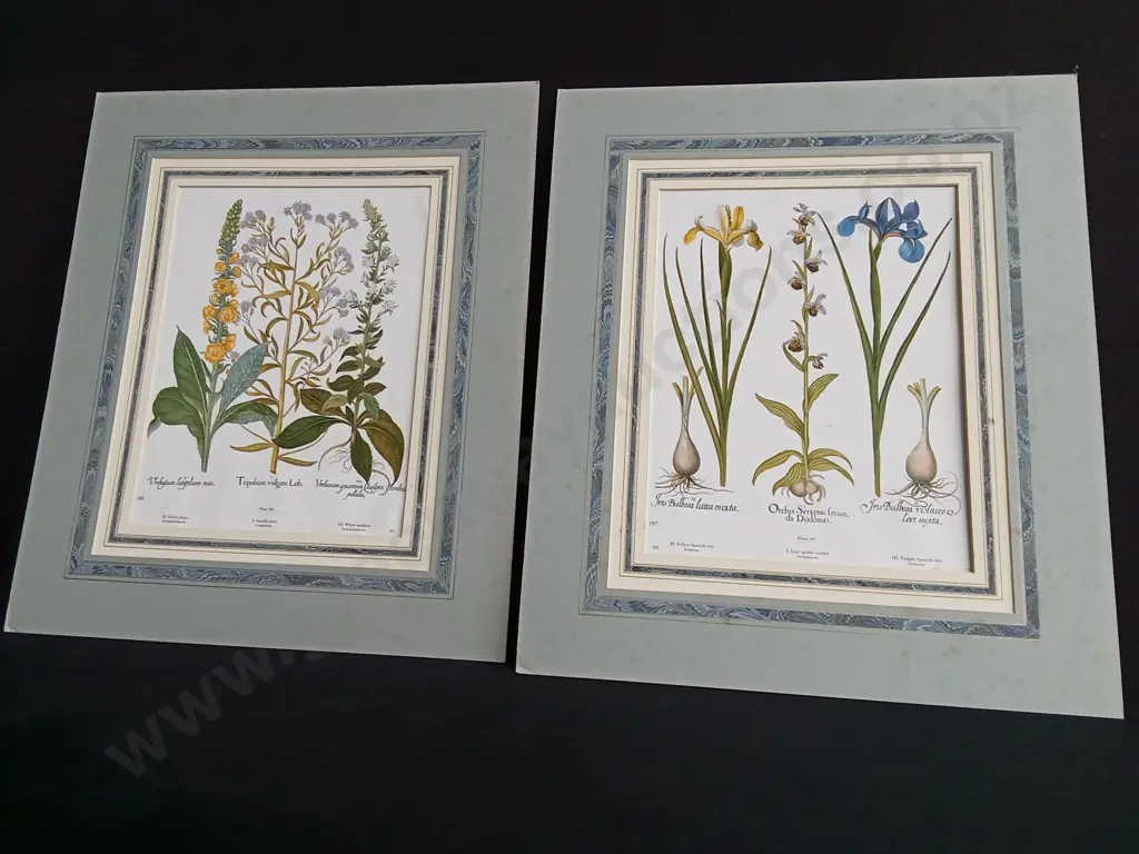 PAIR OF VINTAGE BOTANICAL PRINTS, BASILIUS BESLER "HORTUS EYSTETTENSIS" CHAMOMILE AND VALERIAN Image 1++