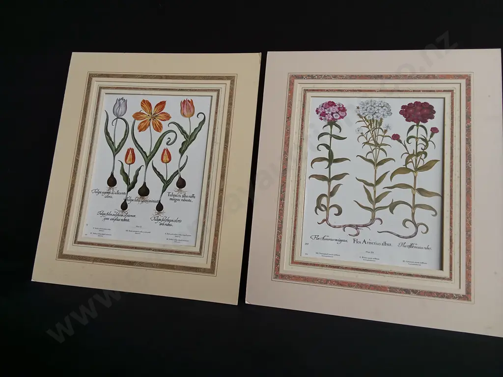 PAIR OF VINTAGE BOTANICAL PRINTS, BASILIUS BESLER "HORTUS EYSTETTENSIS" TULIPS AND SWEET WILLIAMS Image 1++