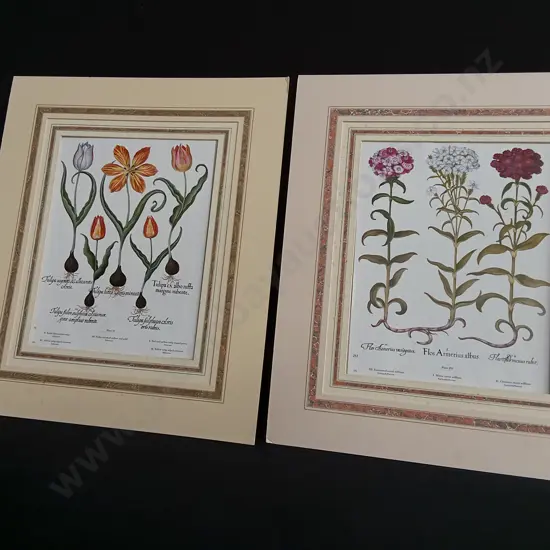 PAIR OF VINTAGE BOTANICAL PRINTS, BASILIUS BESLER "HORTUS EYSTETTENSIS" TULIPS AND SWEET WILLIAMS