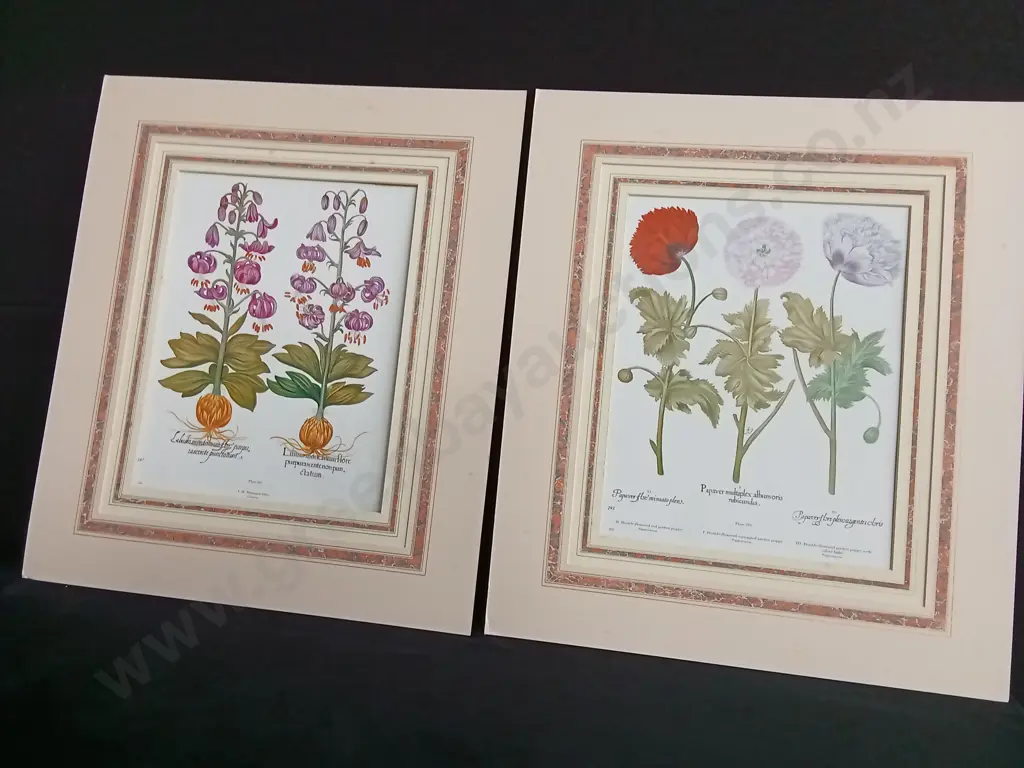 PAIR OF VINTAGE BOTANICAL PRINTS, BASILIUS BESLER "HORTUS EYSTETTENSIS" POPPIES AND LILIES Image 1++