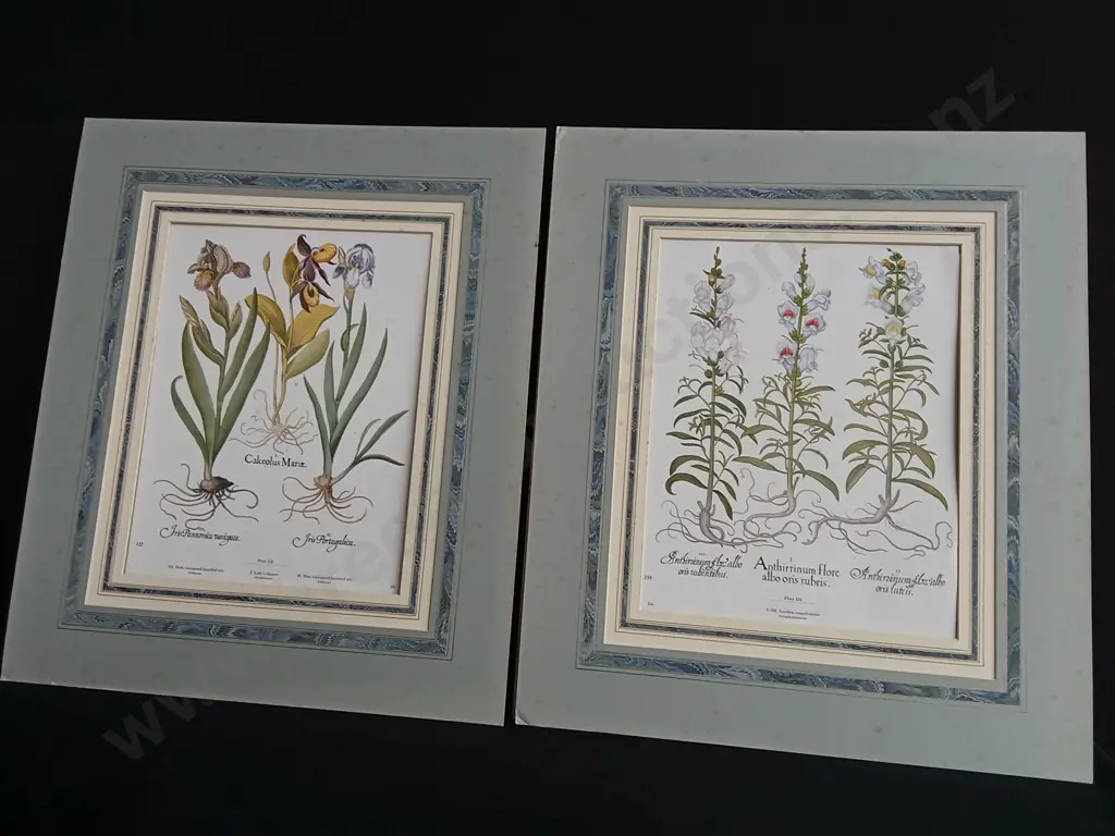 PAIR OF VINTAGE BOTANICAL PRINTS, BASILIUS BESLER "HORTUS EYSTETTENSIS" IRIS AND SNAPDRAGONS Image 1++