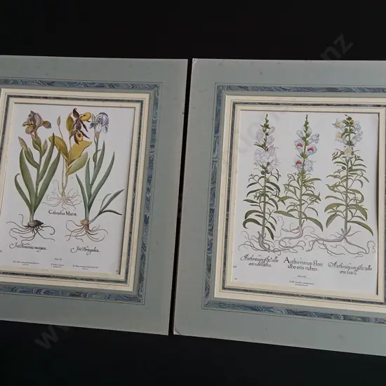 PAIR OF VINTAGE BOTANICAL PRINTS, BASILIUS BESLER "HORTUS EYSTETTENSIS" IRIS AND SNAPDRAGONS