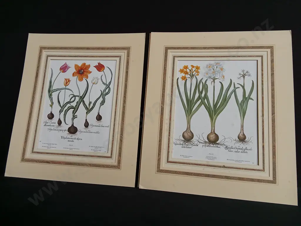 PAIR OF VINTAGE BOTANICAL PRINTS, BASILIUS BESLER "HORTUS EYSTETTENSIS" TULIPS AND NARCISSUS Image 1++