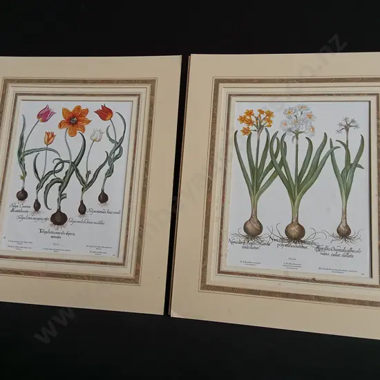 PAIR OF VINTAGE BOTANICAL PRINTS, BASILIUS BESLER "HORTUS EYSTETTENSIS" TULIPS AND NARCISSUS