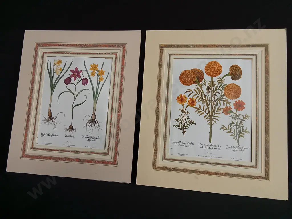 PAIR OF VINTAGE BOTANICAL PRINTS, BASILIUS BESLER "HORTUS EYSTETTENSIS" MARIGOLDS AND SPRING BULBS Image 1++