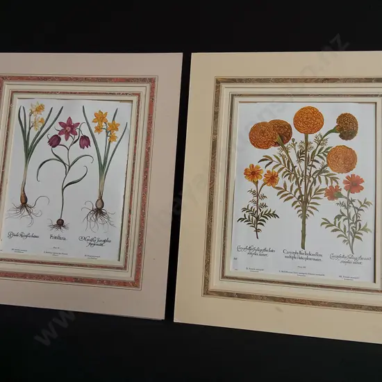 PAIR OF VINTAGE BOTANICAL PRINTS, BASILIUS BESLER "HORTUS EYSTETTENSIS" MARIGOLDS AND SPRING BULBS
