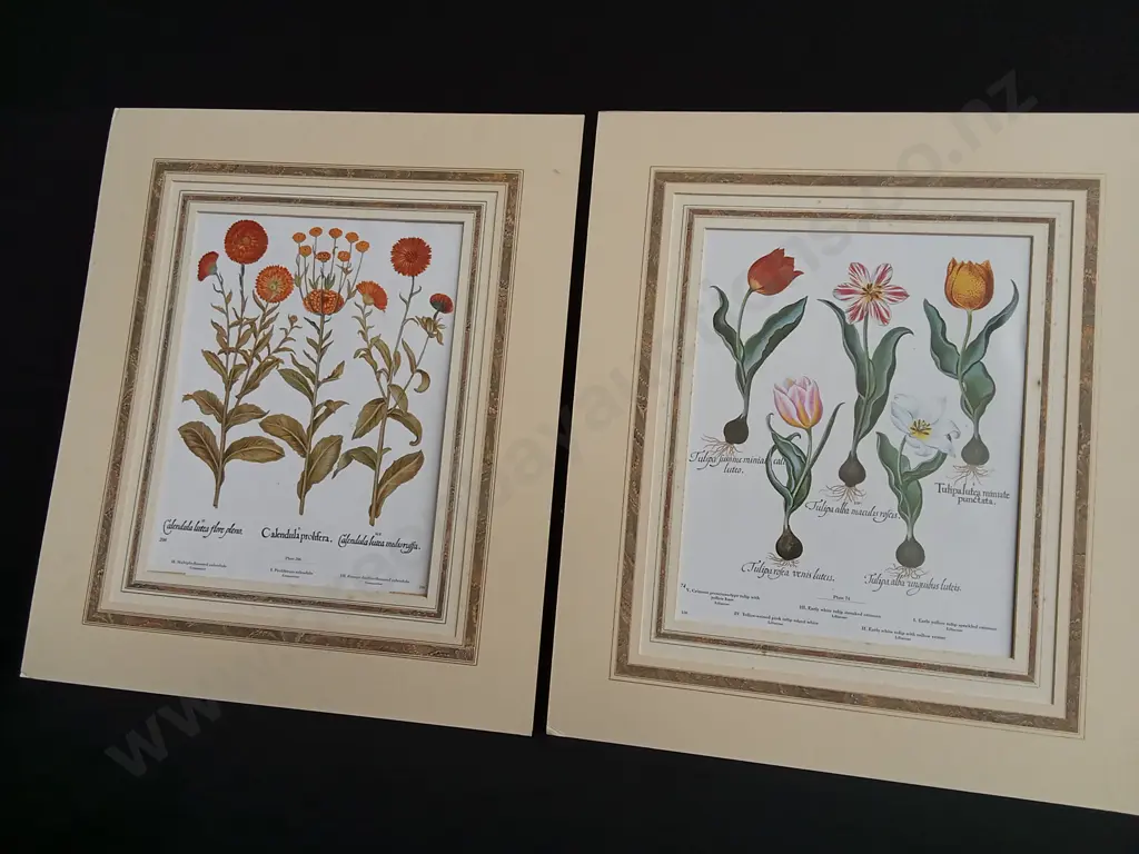 PAIR OF VINTAGE BOTANICAL PRINTS, BASILIUS BESLER "HORTUS EYSTETTENSIS" MARIGOLDS AND TULIPS Image 1++
