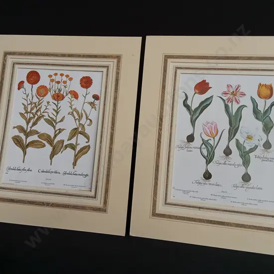 PAIR OF VINTAGE BOTANICAL PRINTS, BASILIUS BESLER "HORTUS EYSTETTENSIS" MARIGOLDS AND TULIPS