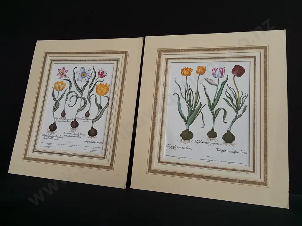 PAIR OF VINTAGE BOTANICAL PRINTS, BASILIUS BESLER "HORTUS EYSTETTENSIS" Image 1++