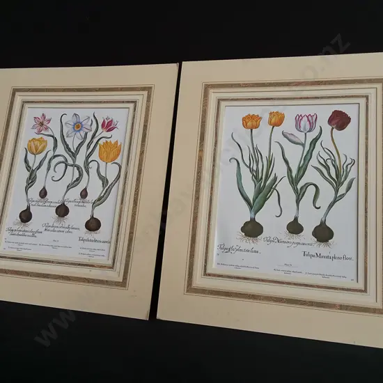PAIR OF VINTAGE BOTANICAL PRINTS, BASILIUS BESLER "HORTUS EYSTETTENSIS"