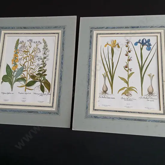 PAIR OF VINTAGE BOTANICAL PRINTS, BASILIUS BESLER "HORTUS EYSTETTENSIS" CHAMOMILE AND VALERIAN