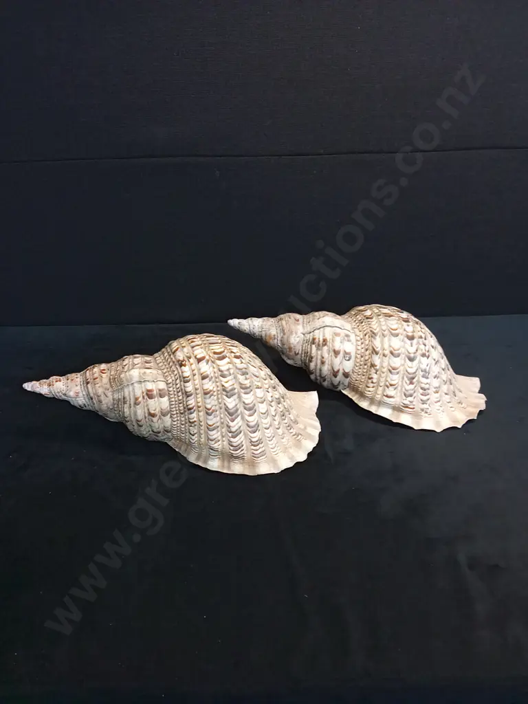 LARGE SHELLS Image 1++